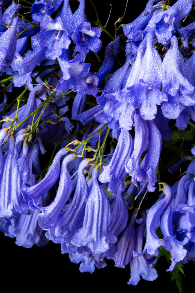 Jacaranda flowers by nannasgotitgoingon