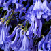 Jacaranda flowers