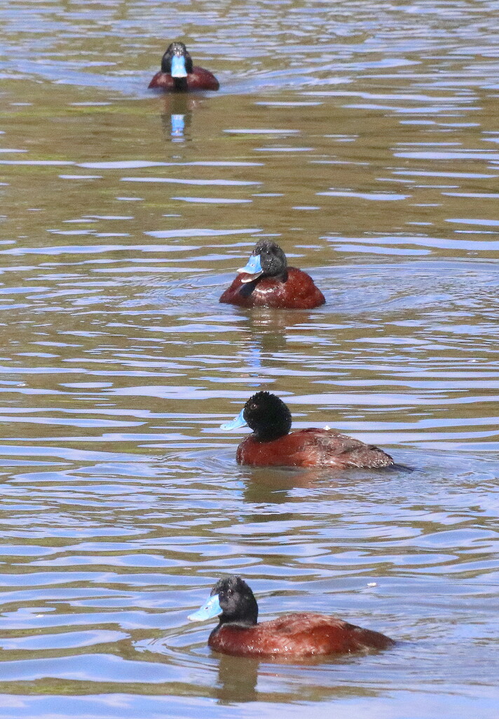 Keeping all your ducks in a row! by gilbertwood