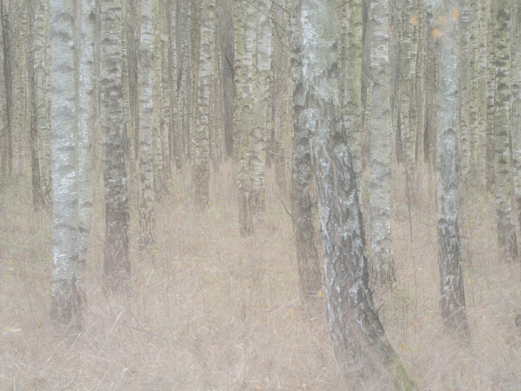 The birch grove by haskar