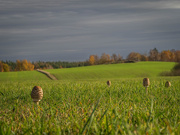 3rd Nov 2024 - The parasol mushrooms in the winter fields