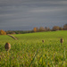 The parasol mushrooms in the winter fields