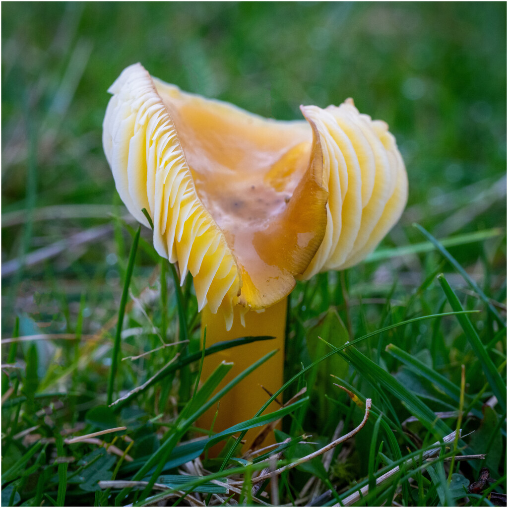 waxcap by clifford