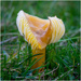 waxcap