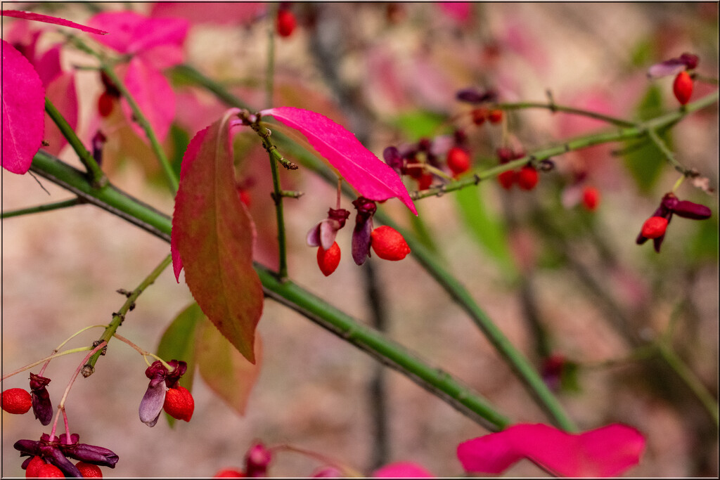 "Fall is proof the change is beautiful" by 365projectorgchristine