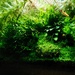 nano fish tank