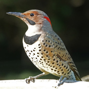 6th Oct 2024 - Northern Flicker