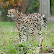 4th Nov 2024 - cheetah