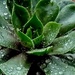 Water droplets on a Sempervivum.