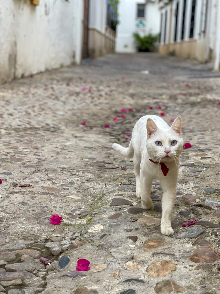 Spain: it’s a cats life 3 by christinav