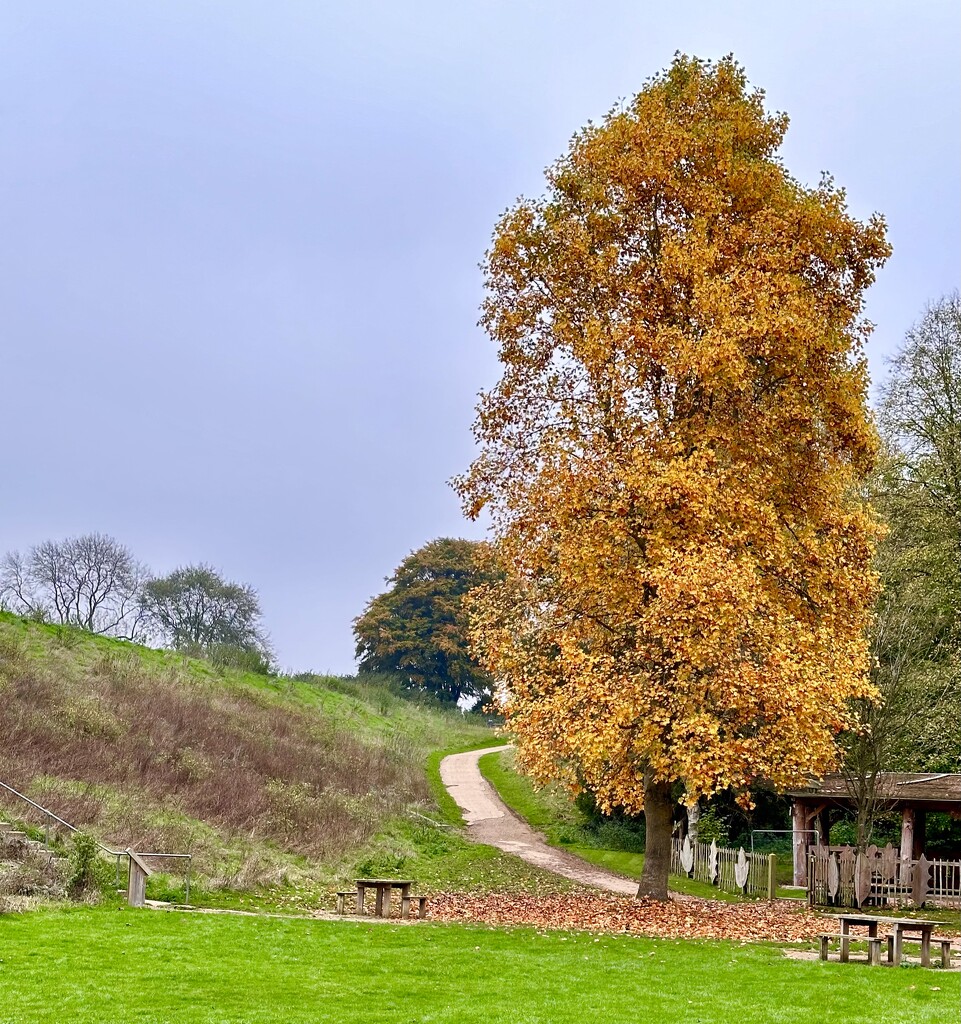 Autumn colour by pamknowler