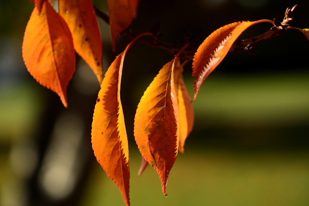 Autumn Glow by jayberg