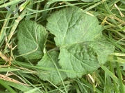5th Nov 2024 - Green Leaves