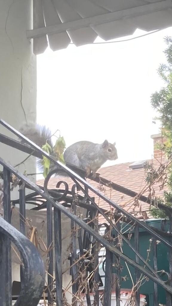 Grey Squirrel by spanishliz