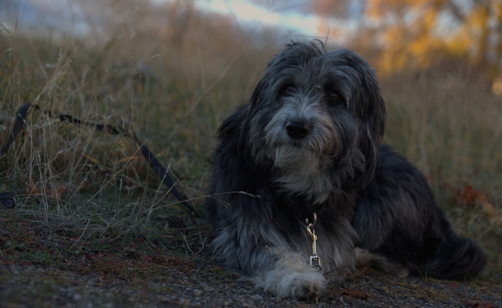 MALE MODEL TERRIER LOOKING FOR WORK by jerzyfotos