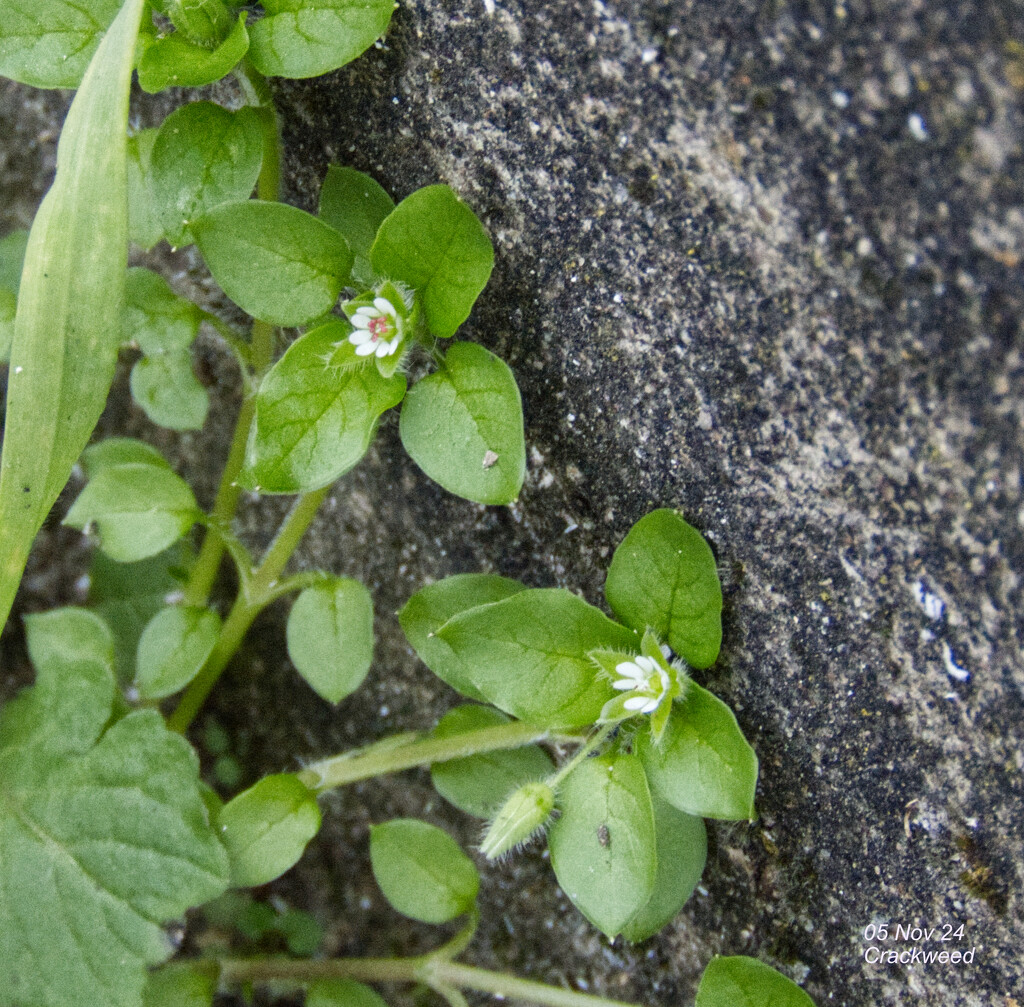 Chickweed by redbiro