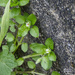 Chickweed