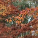 More Autumn Colour