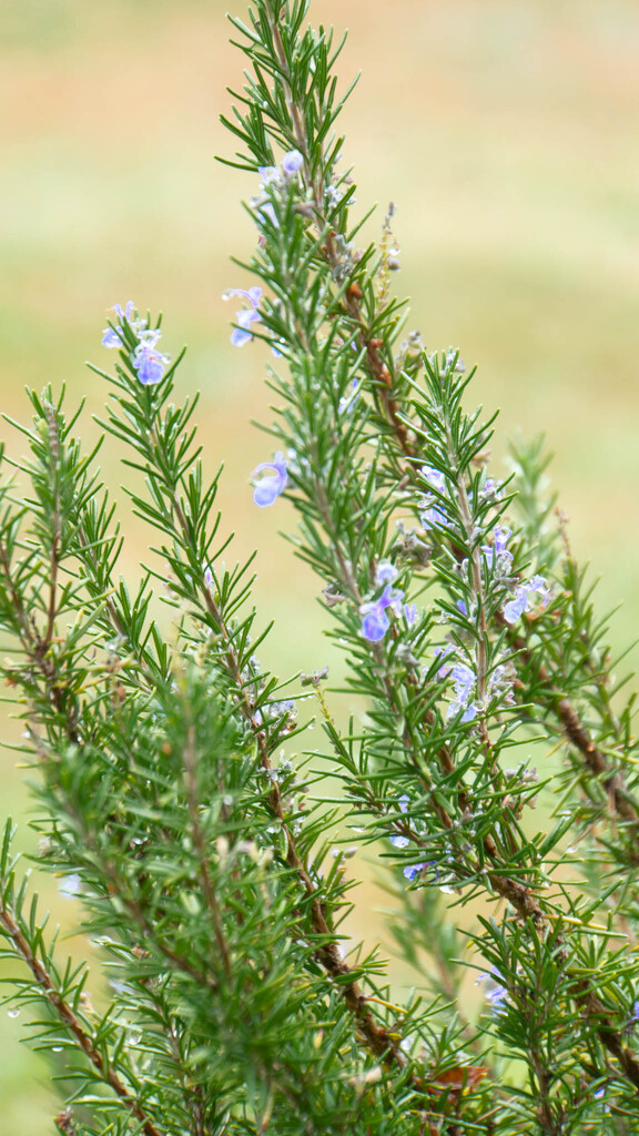 Green with a touch of purplish-blue by randystreat