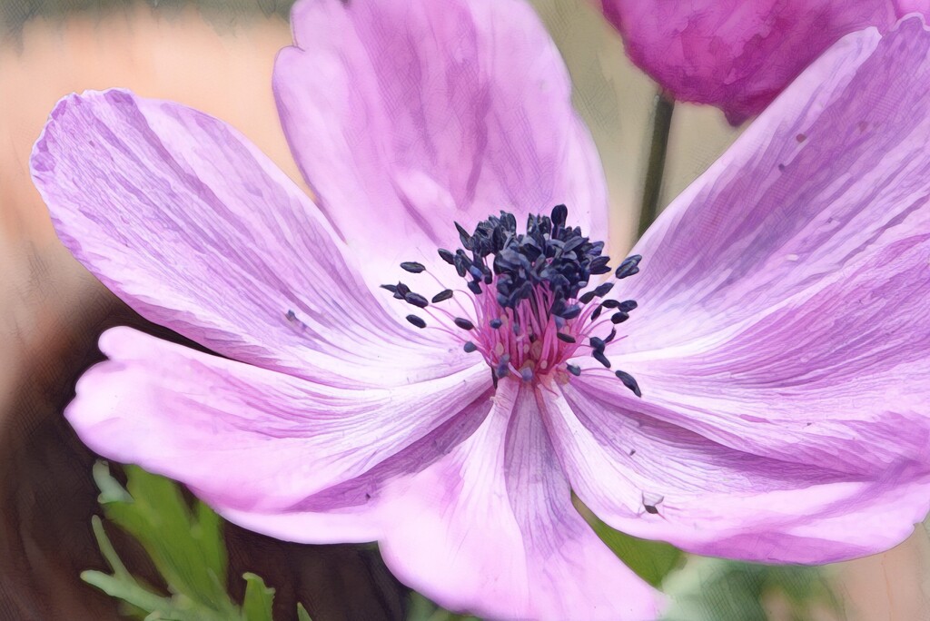 Anenome w/c ~~~~~ by ziggy77