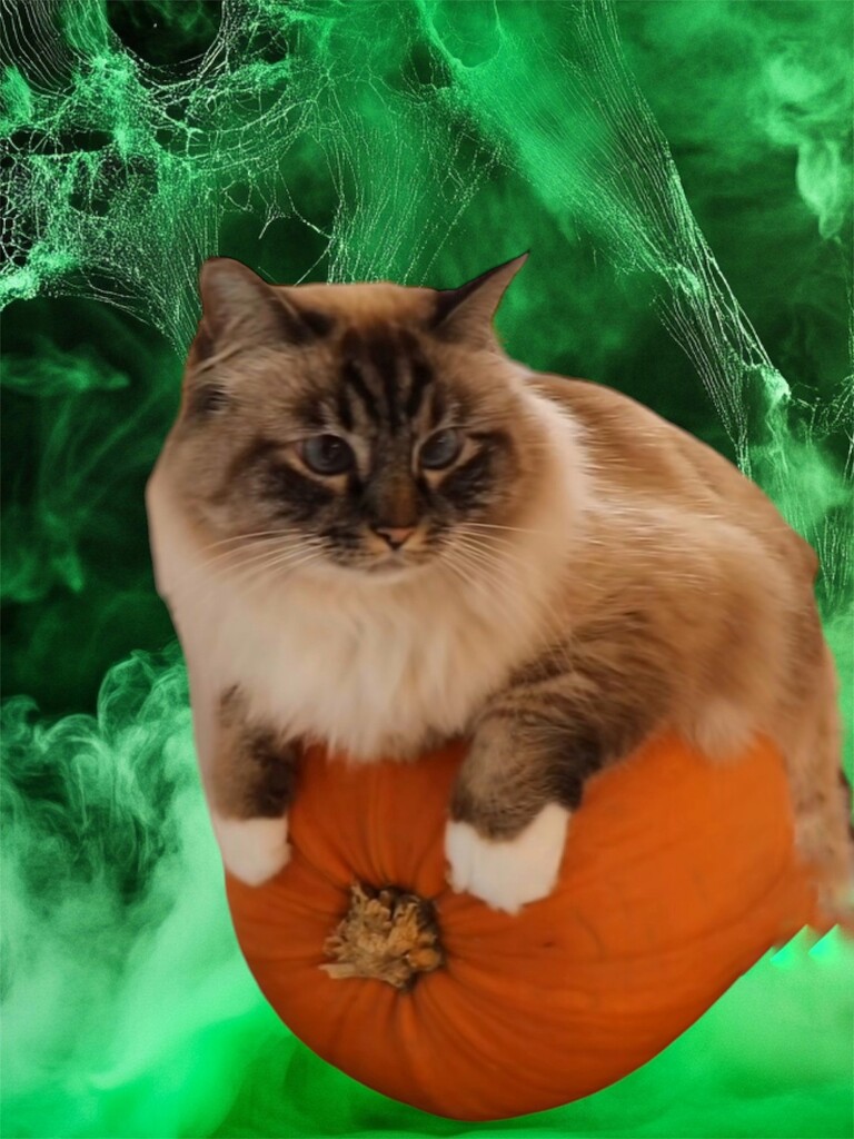 Kitty on a Pumpkin  by radiogirl