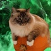 Kitty on a Pumpkin 