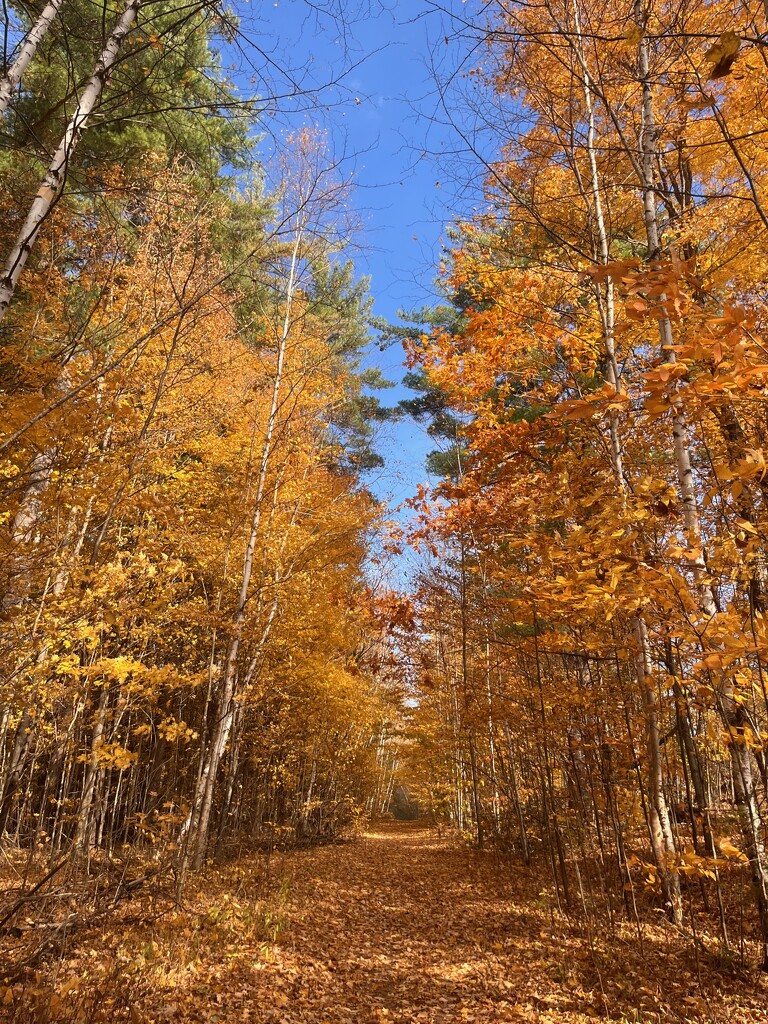 The Home Trail by sunnygreenwood