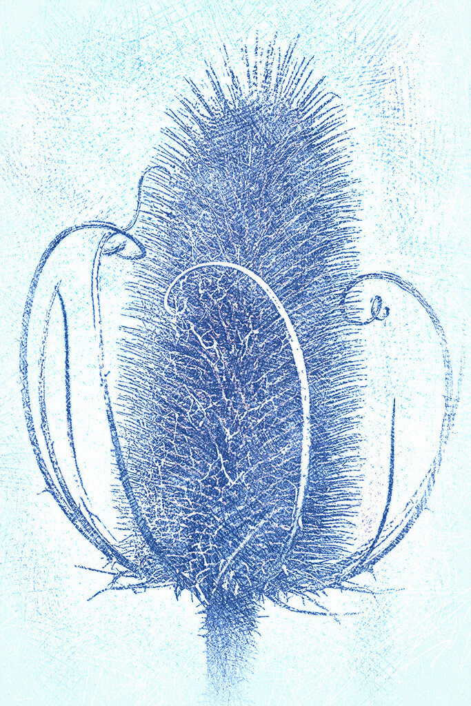 Teasel Sketch by gardencat