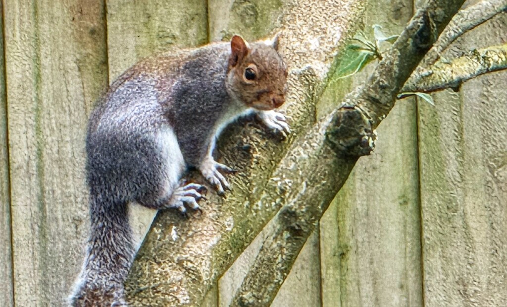 Garden Visitor by carole_sandford