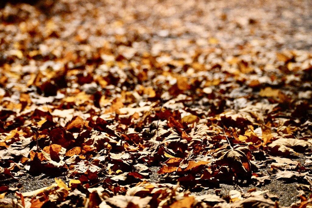 Leafy carpet by jmdeabreu