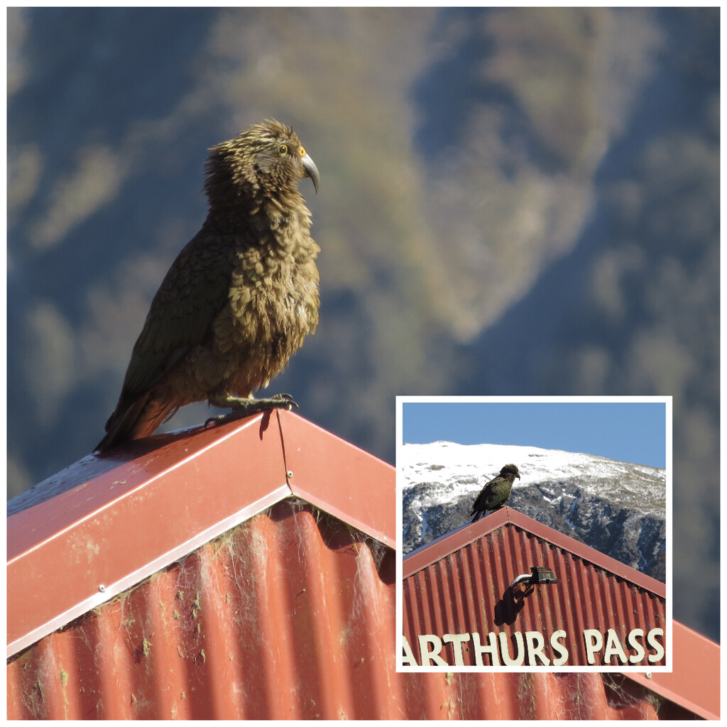 Kea welcomes you to Arthurs Pass by kali66