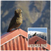 Kea welcomes you to Arthurs Pass