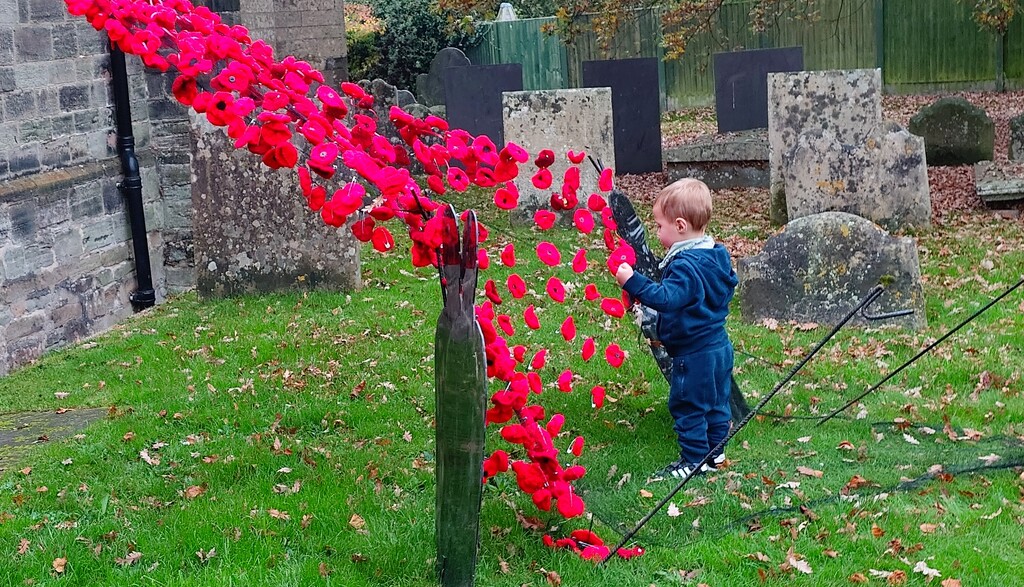 Poppies and Alfie by phil_howcroft