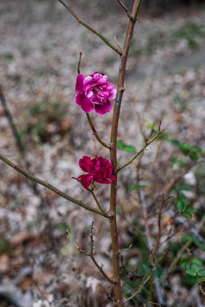 Summer's Last Gasp by darchibald