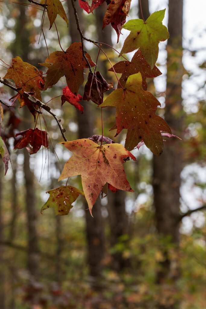 Autumn Leaves by kvphoto