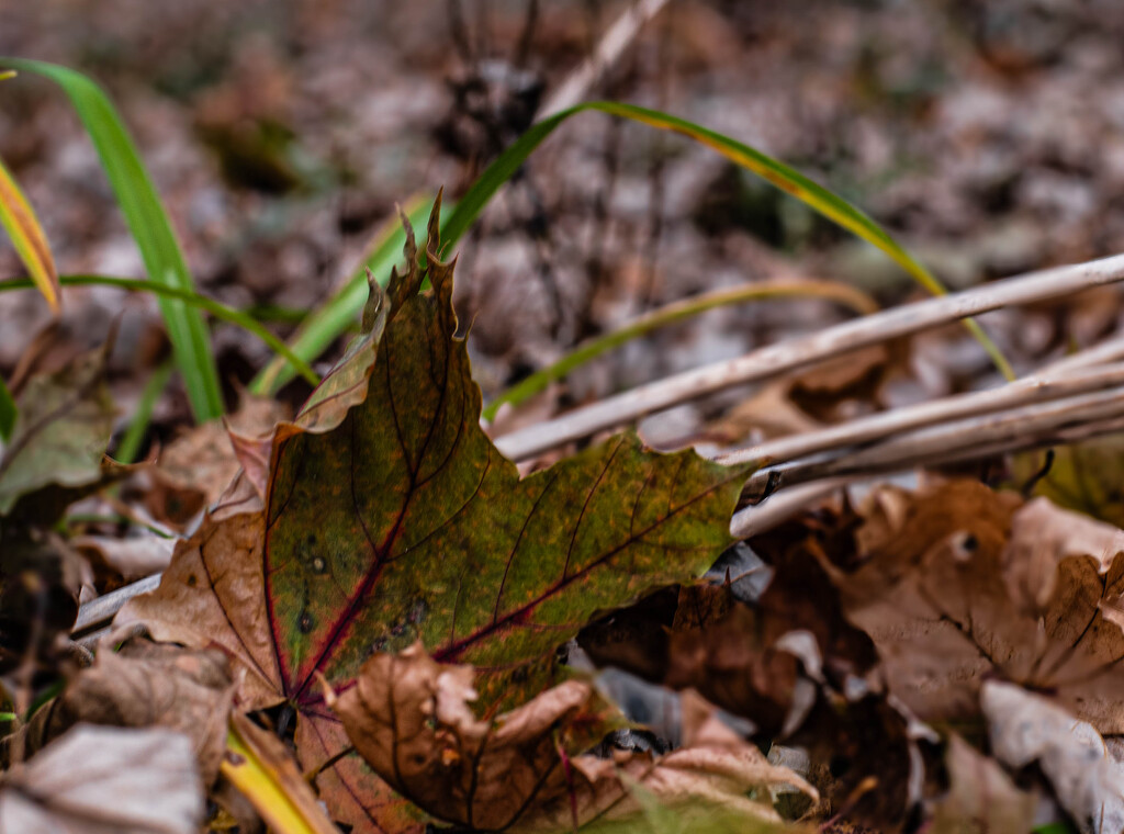 Leaf by darchibald