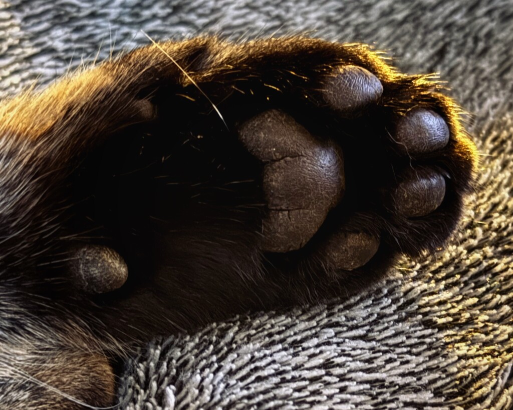 Another paw shot by anncooke76