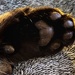 Another paw shot