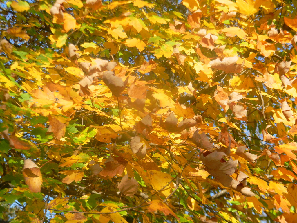 Yellow Leaves in Neighborhood  by sfeldphotos