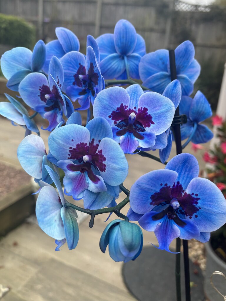 Blue orchid by alliw