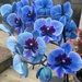 Blue orchid