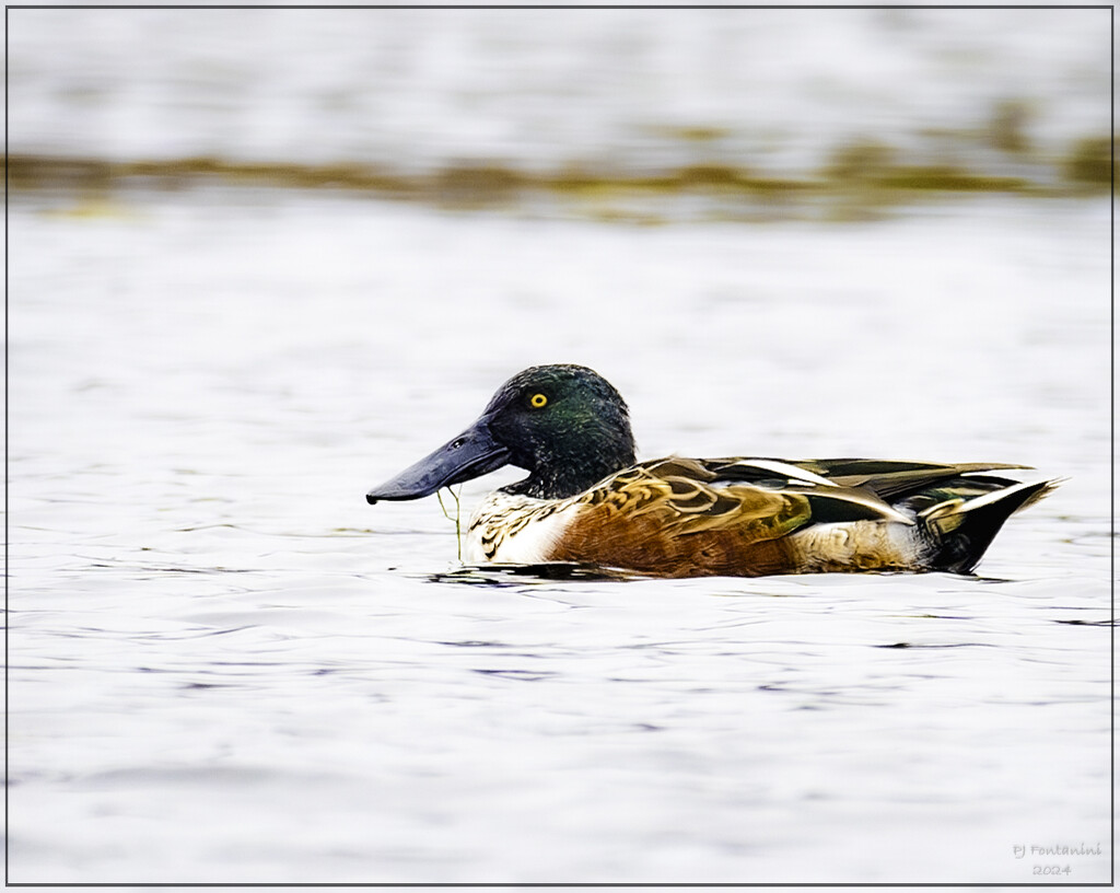 Northern Shovelers Are Back by bluemoon