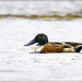 Northern Shovelers Are Back