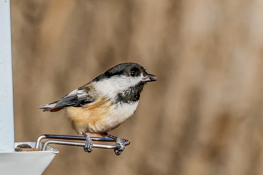 Black-capped Chickadee by corinnec