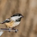 Black-capped Chickadee