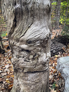 5th Nov 2024 - Confused Stump