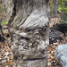 Confused Stump