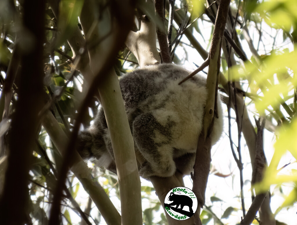 hanging around by koalagardens