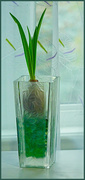 5th Nov 2024 - Amaryllis