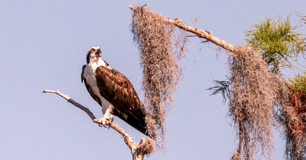 Osprey, Screaming for Food! by rickster549